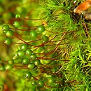 Bartramia pomiformis (szmotłoch jabłkowaty)