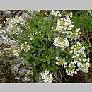 Thlaspi montanum (tobołki górskie)