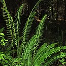 Blechnum spicant (podrzeń żebrowiec)