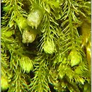 Blepharostoma trichophyllum (rzęsolistek włoskowaty)