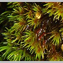 Blindia acuta (blindia ostra)