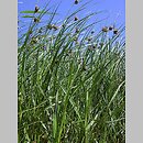 Bolboschoenus maritimus agg. (sitowiec nadmorski (agg.))