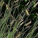 Bouteloua gracilis (butelua smukła)