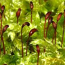 Brachythecium (krótkosz)