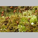Brachytheciastrum (krótkoszek)