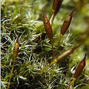 Bucklandiella heterosticha (skalnik jednoboczny)