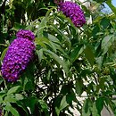 Buddleja (buddleja)