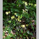 Bupleurum longifolium (przewiercień długolistny)