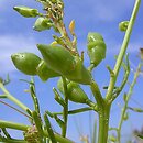 Brassicaceae - nie łuszczyny