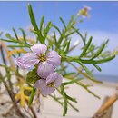 Cakile maritima ssp. baltica (rukwiel nadmorska bałtycka)