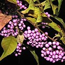 Callicarpa (pięknotka)