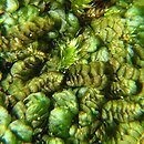 Calypogeia azurea (przyziemka lazurowa)