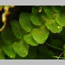 Calypogeia muelleriana (przyziemka Müllera)