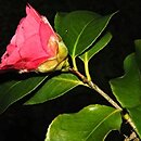 Theaceae (herbatowate)