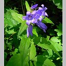 Campanula latifolia (dzwonek szerokolistny)