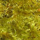 Campylium stellatum (złocieniec gwiazdkowaty)