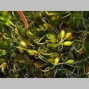 Campylopus (krzywoszczeć)