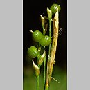 Carex alba (turzyca biała)