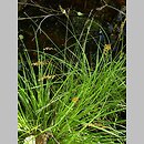 Carex elongata (turzyca długokłosa)