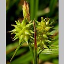 Carex flava (turzyca żółta)