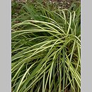 Carex hachijoensis
