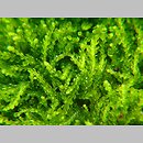 Cephaloziaceae (głowiakowate)