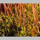 Ditrichaceae (pędzlikowate)