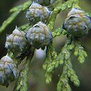Chamaecyparis lawsoniana (cyprysik Lawsona)