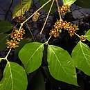 Chimonanthus (zimokwiat)