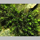 Cinclidotus fontinaloides (nurzypląs lancetowaty)