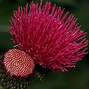 Cirsium rivulare Atropurpureum