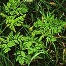 Conium maculatum (szczwół plamisty)
