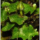Conocephalum conicum (stożka ostrokrężna)