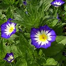 Convolvulus tricolor (powój trójbarwny)