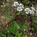 Coriandrum sativum (kolendra siewna)