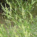 Corispermum pallasii (wrzosowiec cienkoskrzydełkowy)