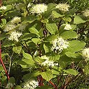 Cornus alba (dereń biały)