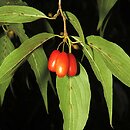 Cornus officinalis (dereń japoński)