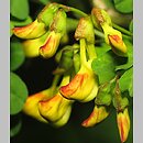 Hippocrepis emerus