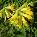 Corydalis (kokorycz)