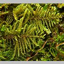 Cratoneuraceae (żebrowcowate)