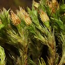 Orthotrichum speciosum (szurpek kosmaty)
