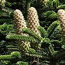 Abies nebrodensis