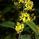 Solidago caesia (nawłoć sina)
