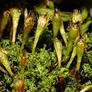 Ulota crispa (nastroszek kędzierzawy)