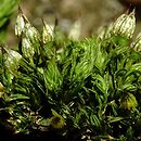 Orthotrichum pulchellum (szurpek śliczny)