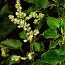 Fallopia aubertii (rdestówka Auberta)