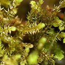 Kurzia pauciflora (muślinek skąporodny)