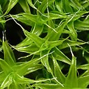 Syntrichia ruraliformis (pędzliczek piaskowy)