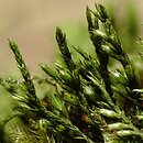 Cryphaea heteromalla (otulnik bezszczecinowy)